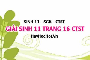 Giải Sinh 11 trang 16 Chân trời sáng tạo SGK